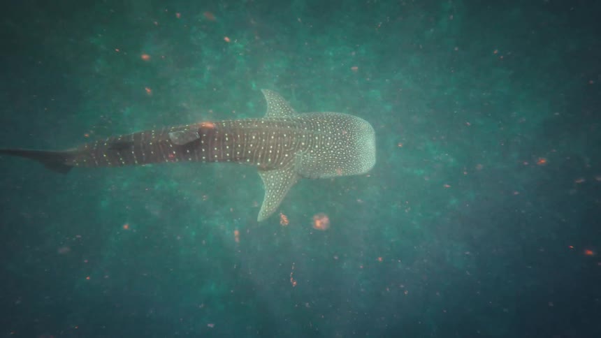 A majestic whale shark glides through a surreal, deep green ocean filled with glowing particles in a mesmerizing animated loop