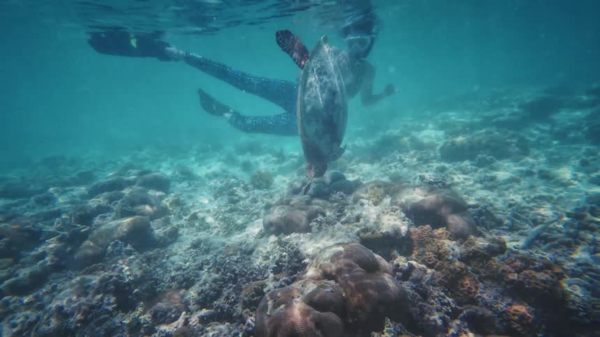 A woman snorkeling in clear ocean water observes a sea turtle feeding on a coral reef