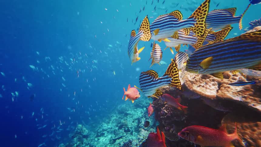 A school of vibrant Oriental sweetlips and other tropical fish swim peacefully around a beautiful coral reef