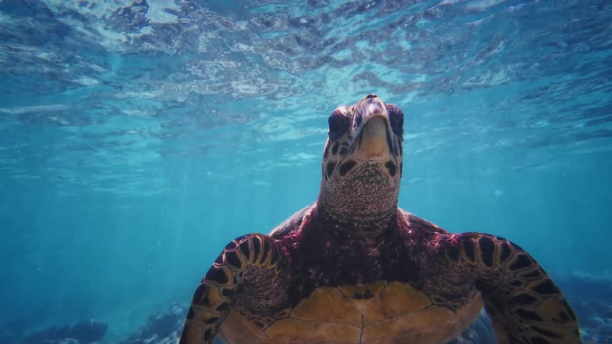 A majestic sea turtle glides gracefully in slow motion through the crystal clear turquoise ocean waters