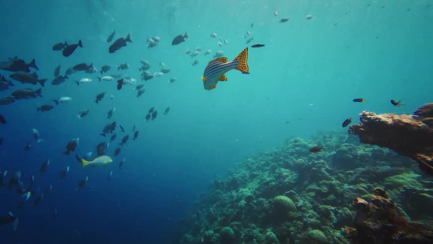 An underwater slow motion view of a lone striped sweetlips fish swimming past a large school of fish near a coral reef