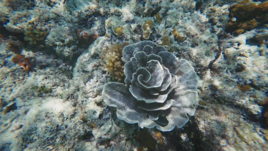 A unique, flower-shaped coral formation sits on the ocean floor as the camera slowly pulls back
