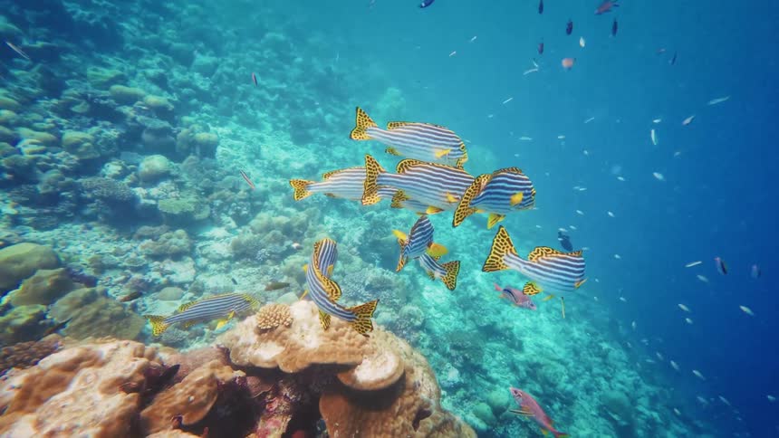 A tranquil underwater scene shows a school of Oriental Sweetlips fish hovering over a vibrant coral reef