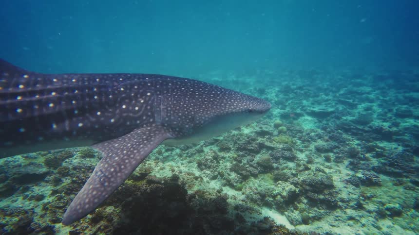 A majestic whale shark with its distinctive spotted pattern swims slowly and peacefully over a coral reef in clear blue water