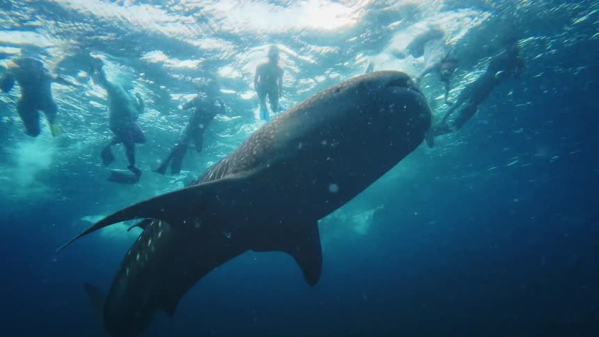 An incredible low-angle underwater shot captures a giant whale shark swimming just below a group of snorkelers in the bright blue ocean