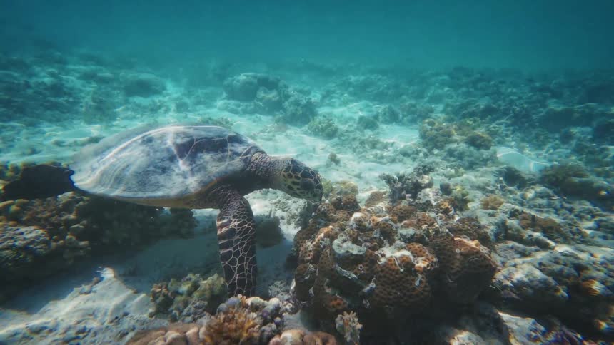 A hawksbill sea turtle gracefully swims in slow motion through clear turquoise water, foraging for food among the vibrant coral reef