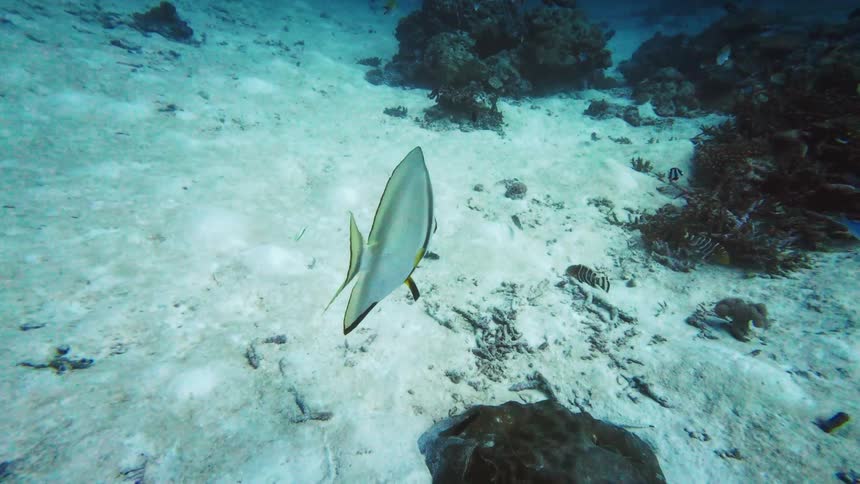 A lone longfin batfish glides gracefully in slow motion over the sandy seabed towards a vibrant coral reef