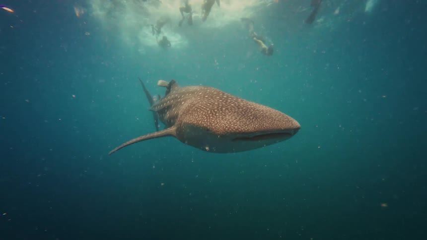 A majestic whale shark swims peacefully in slow motion through the ocean as snorkelers watch from the surface