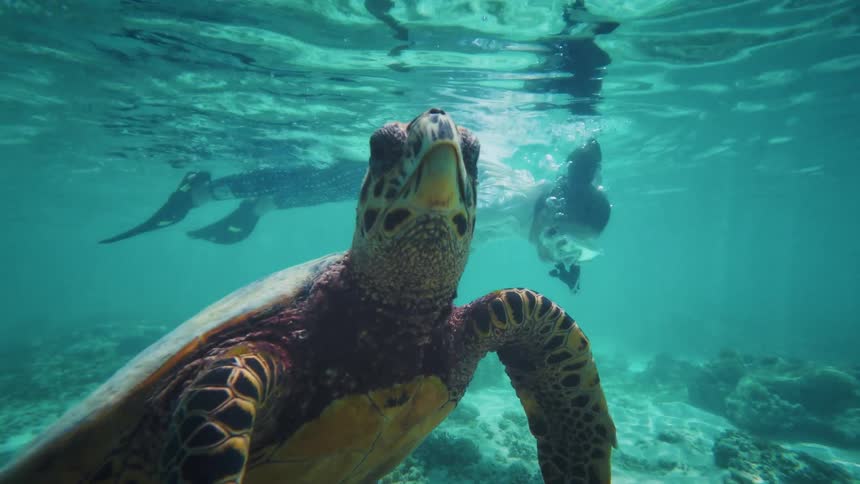 A slow-motion underwater view captures a sea turtle swimming gracefully as a snorkeler observes from the surface