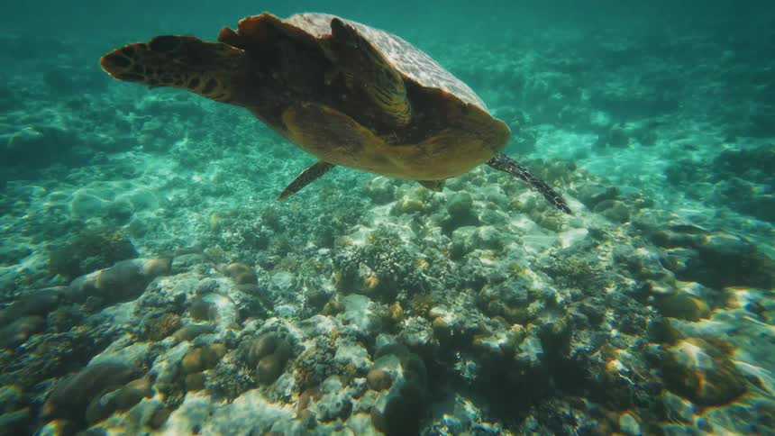 A sea turtle swims in the clear ocean, and the camera follows it from the surface to an underwater view over a coral reef
