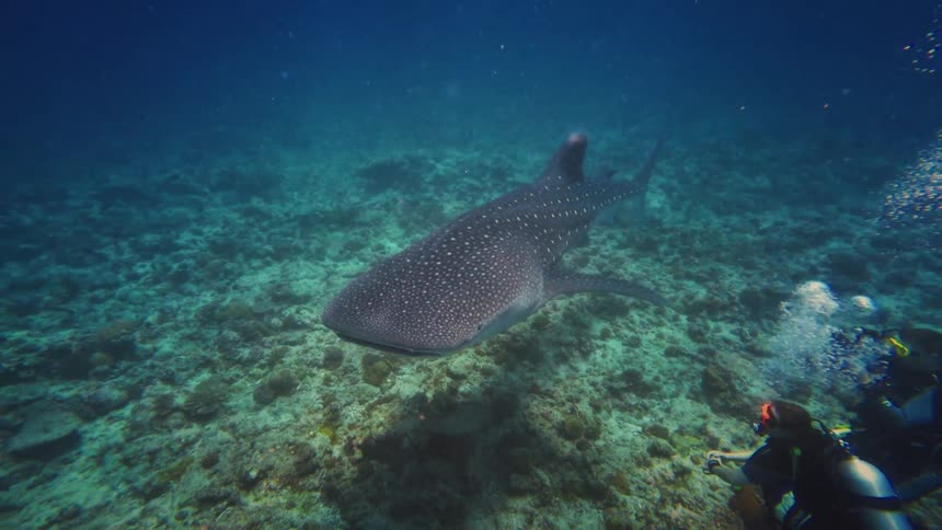 Scuba divers watch in awe as a majestic whale shark glides by in slow motion over a coral reef