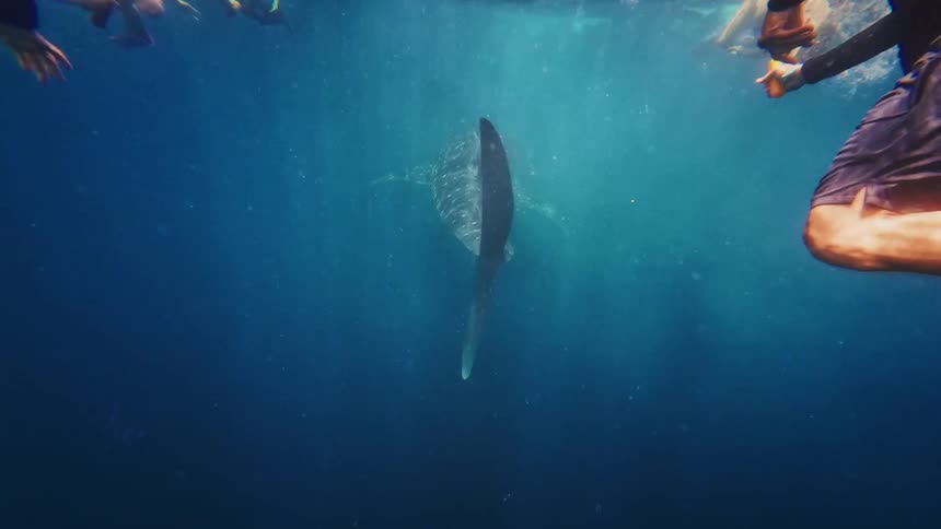Slow motion underwater shot of a group of tourists snorkeling with a giant whale shark as it swims away