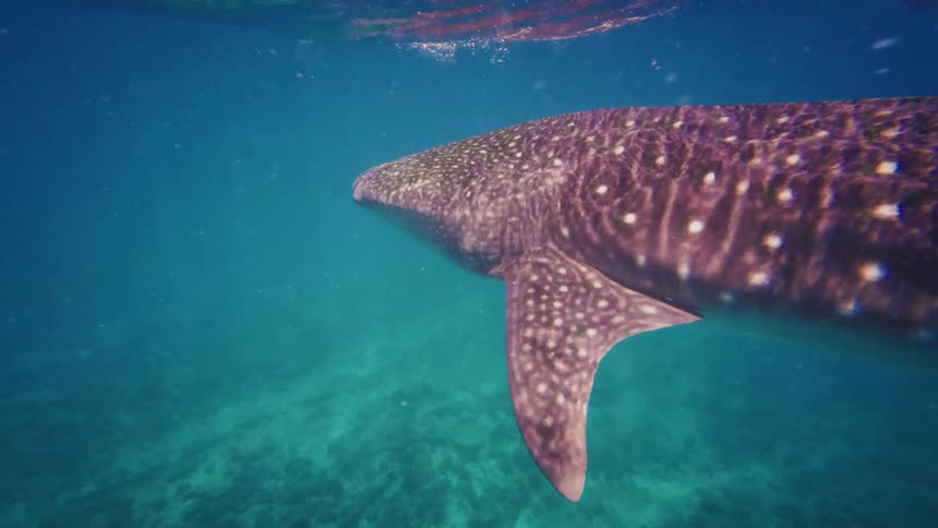 A majestic whale shark swims peacefully through the clear, turquoise ocean as sunlight dances on its back