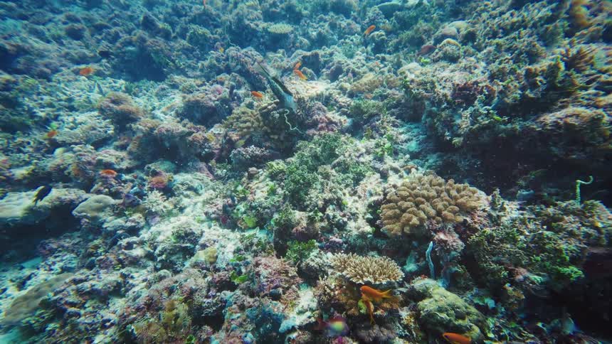 An exotic blue-spotted scrawled filefish swims slowly above a vibrant coral reef teeming with colorful tropical fish