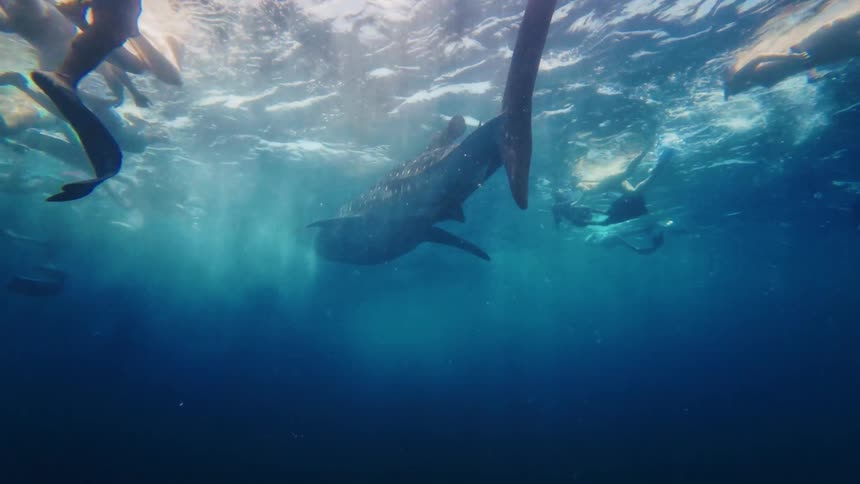 An incredible slow-motion underwater view shows a majestic whale shark swimming peacefully as a large group of tourists snorkel above