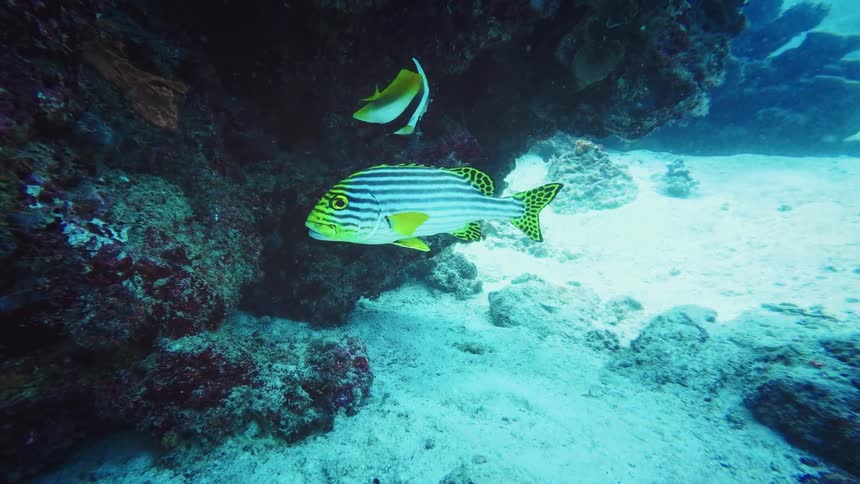 Colorful tropical fish, including a sweetlips and a butterflyfish, swim peacefully under a coral reef overhang on the sandy ocean floor