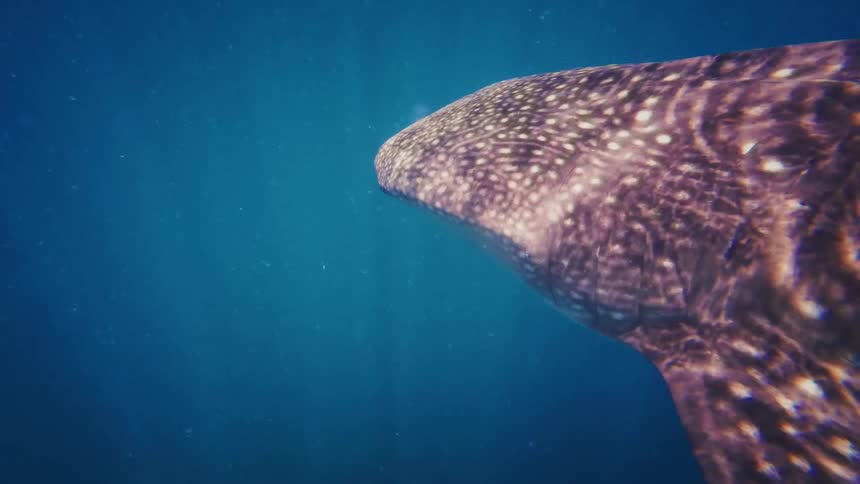 A majestic whale shark glides peacefully through the deep blue ocean with sunlight filtering from above