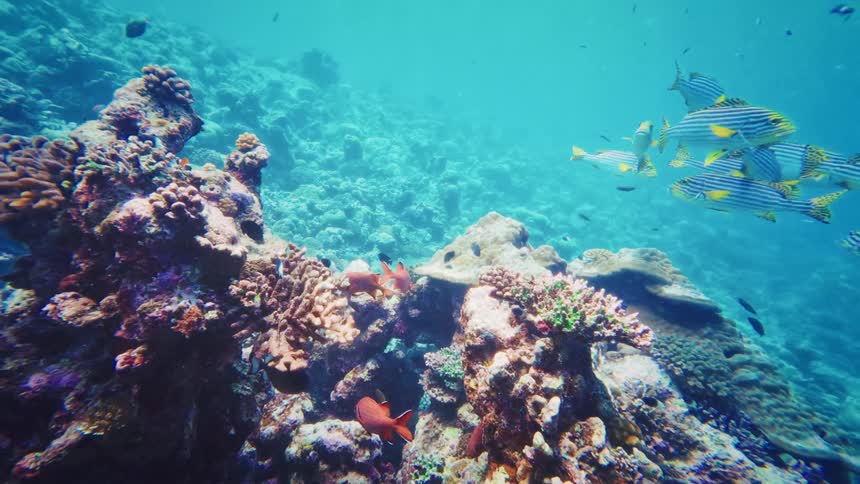 A vibrant underwater coral reef teems with marine life as a school of striped Oriental sweetlips swims gracefully by