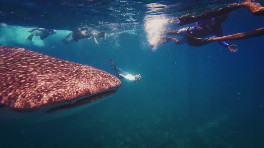 An incredible underwater view shows tourists snorkeling and diving alongside a massive, gentle whale shark in the clear blue ocean