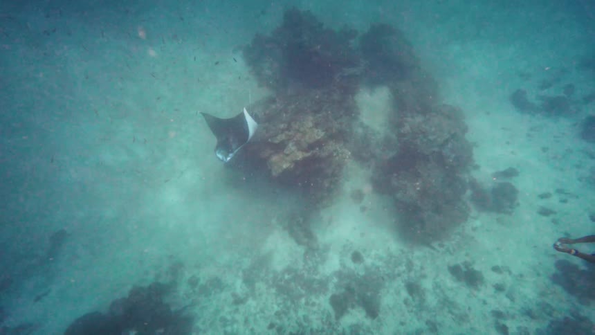 A majestic eagle ray gracefully swims past a coral reef in the murky turquoise ocean