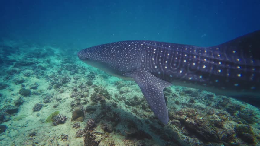 A majestic whale shark gracefully glides through the clear blue ocean waters over a vibrant coral reef