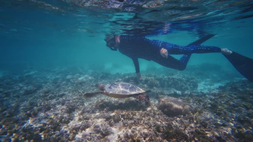 A freediver in a blue wetsuit gracefully observes a sea turtle resting peacefully on a sunlit coral reef
