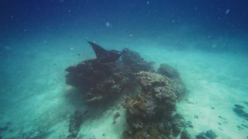 A majestic eagle ray and a teira batfish swim gracefully over a coral reef on the sandy ocean floor