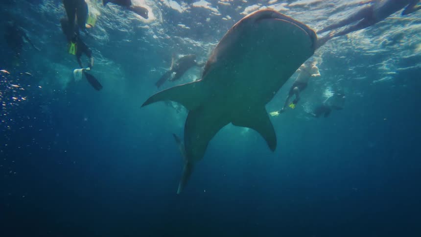 An immersive underwater view shows a large whale shark gliding peacefully in slow motion as snorkelers watch in awe