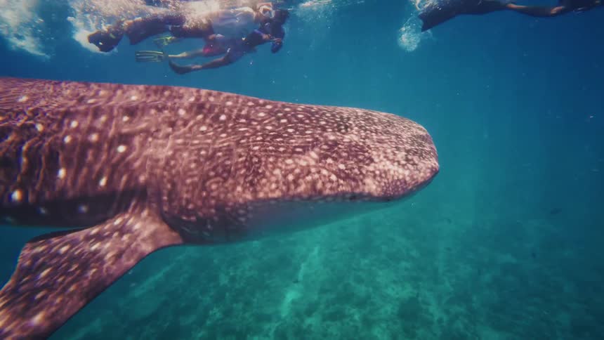 A majestic whale shark glides peacefully through the clear turquoise ocean as snorkelers watch from the surface in slow motion