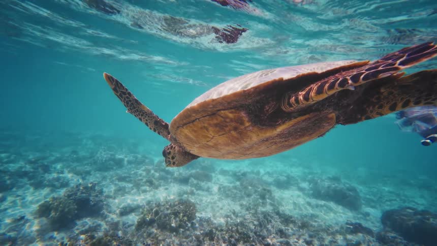 A majestic sea turtle gracefully swims in the clear turquoise ocean, gliding over a sunlit coral reef in slow motion