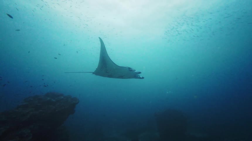 A majestic manta ray gracefully swims out from behind underwater rocks and glides through the deep blue ocean