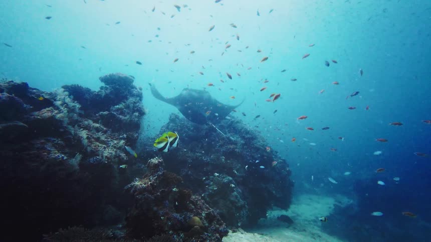 A majestic giant manta ray glides gracefully through the deep blue ocean, passing over a vibrant coral reef teeming with schools of smaller fish