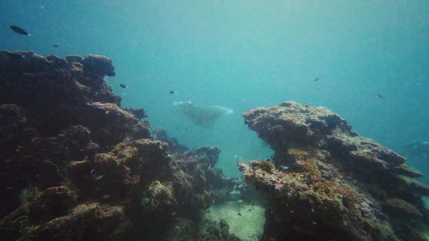 A large stingray and a leopard shark gracefully swim through a sunlit underwater coral reef canyon