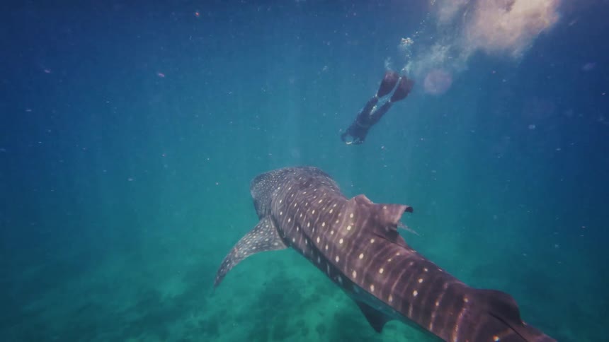 A massive whale shark glides through the clear turquoise ocean as a diver swims alongside, viewed from above in slow motion