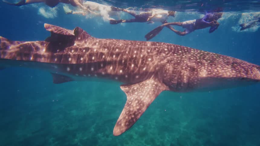 An incredible underwater view shows a massive whale shark swimming peacefully in clear blue water as a group of snorkelers watches from the surface