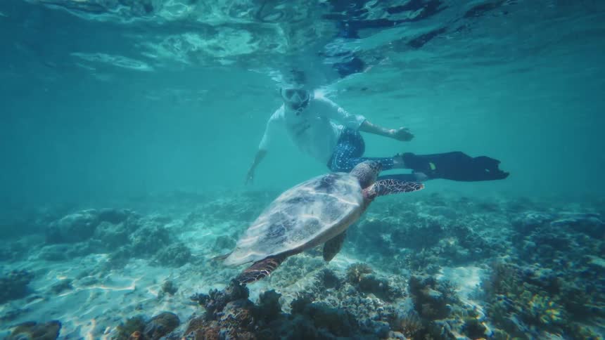 A snorkeler calmly swims alongside a beautiful sea turtle as it glides over a vibrant coral reef in clear turquoise water