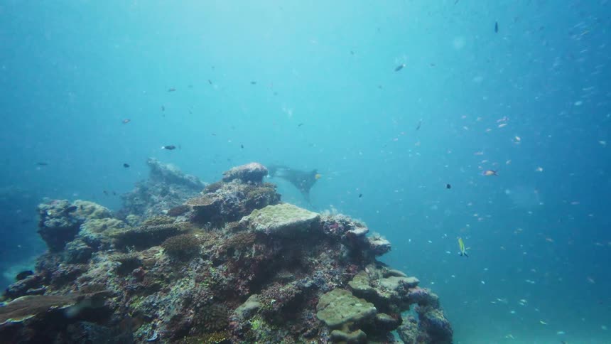 A majestic giant manta ray swims gracefully over a vibrant coral reef teeming with schools of small fish