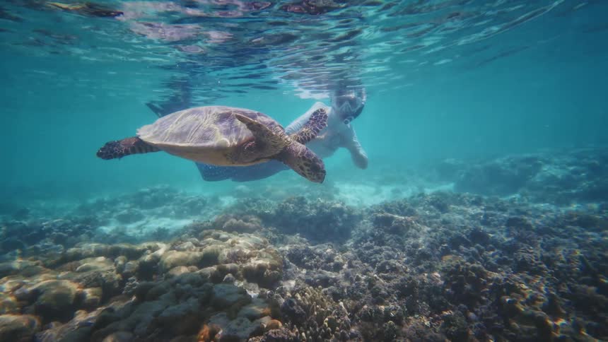 A snorkeler calmly swims alongside a majestic sea turtle over a vibrant coral reef in clear blue tropical waters