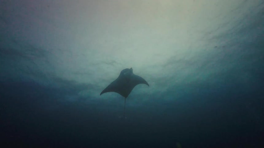 A majestic manta ray gracefully swims away from a coral reef toward the ocean surface as a scuba diver watches