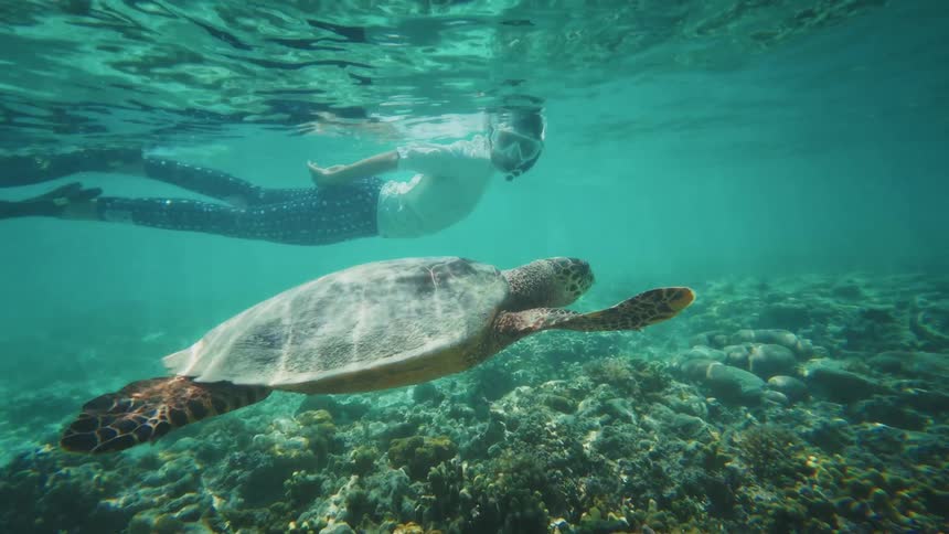 A split-level shot of a snorkeler swimming alongside a large sea turtle over a coral reef in a clear blue tropical ocean