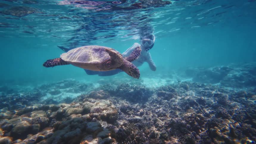 A snorkeler peacefully swims alongside a majestic sea turtle as it glides over a vibrant coral reef in the clear blue ocean