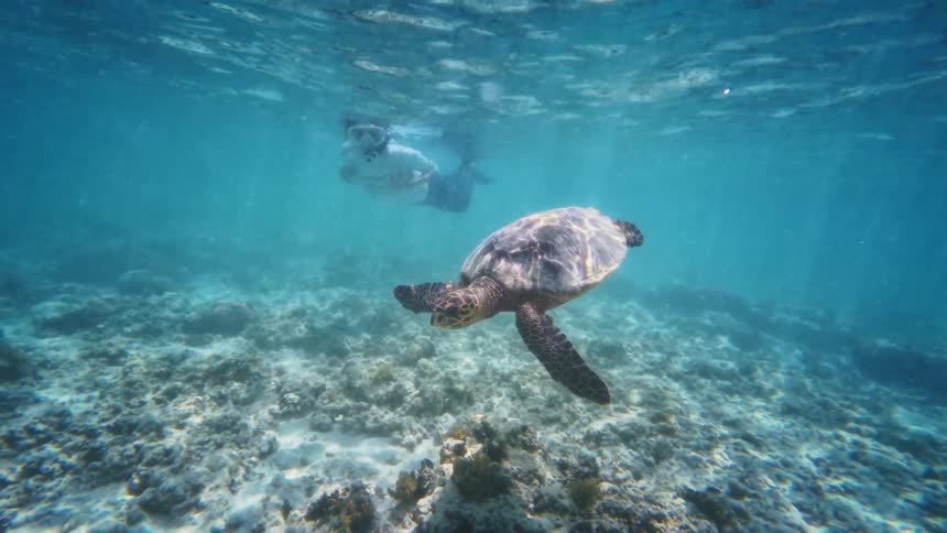 A snorkeler explores a vibrant coral reef and encounters a magnificent sea turtle, swimming alongside it in the clear turquoise water