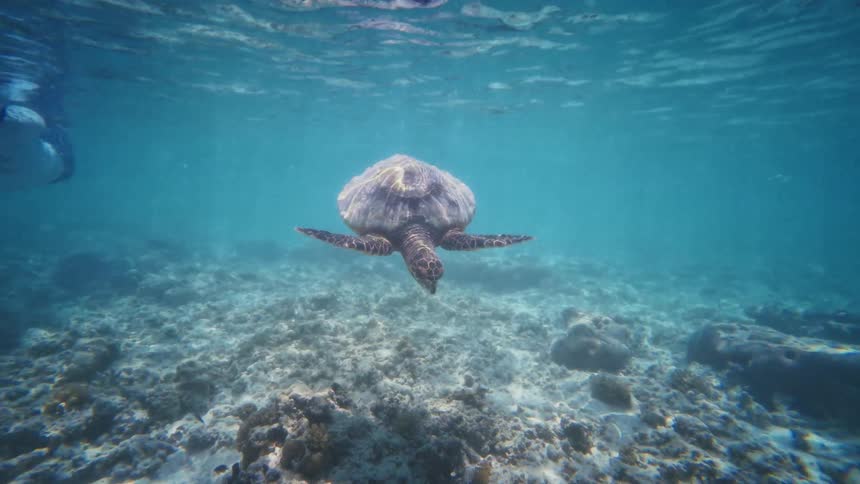 A snorkeler gracefully swims alongside a majestic sea turtle over a shallow coral reef in clear turquoise water