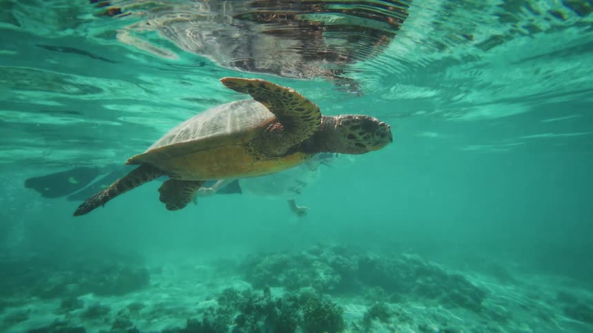 A woman snorkels beside a large sea turtle as it gracefully swims over a coral reef and up towards the water's surface