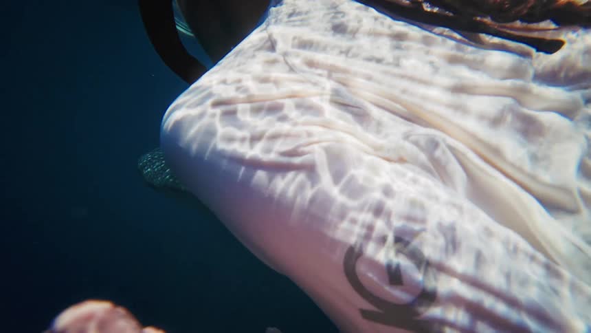 Slow-motion underwater shot of a snorkeler gently swimming alongside a massive whale shark in the deep blue ocean