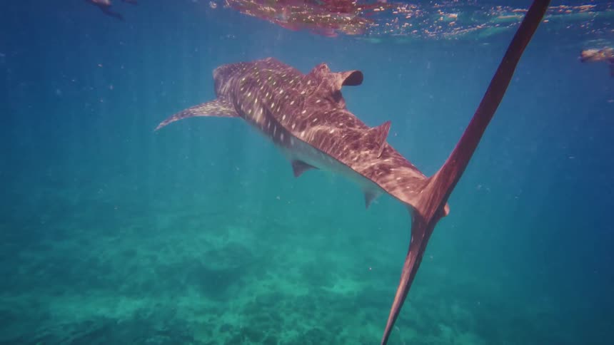 A breathtaking underwater slow-motion shot of a magnificent whale shark swimming gracefully alongside snorkelers in the sunlit turquoise ocean