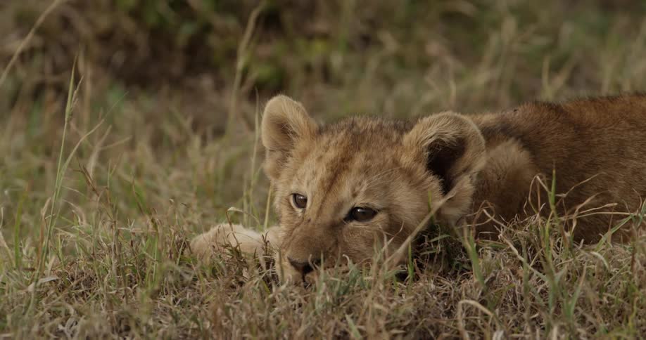 Lion cub relaxing in a short grassy area