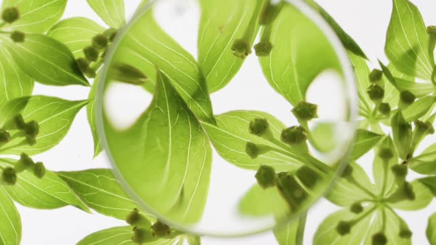 A magnifying glass moves over bright green leaves and buds, scientifically examining their intricate botanical structure