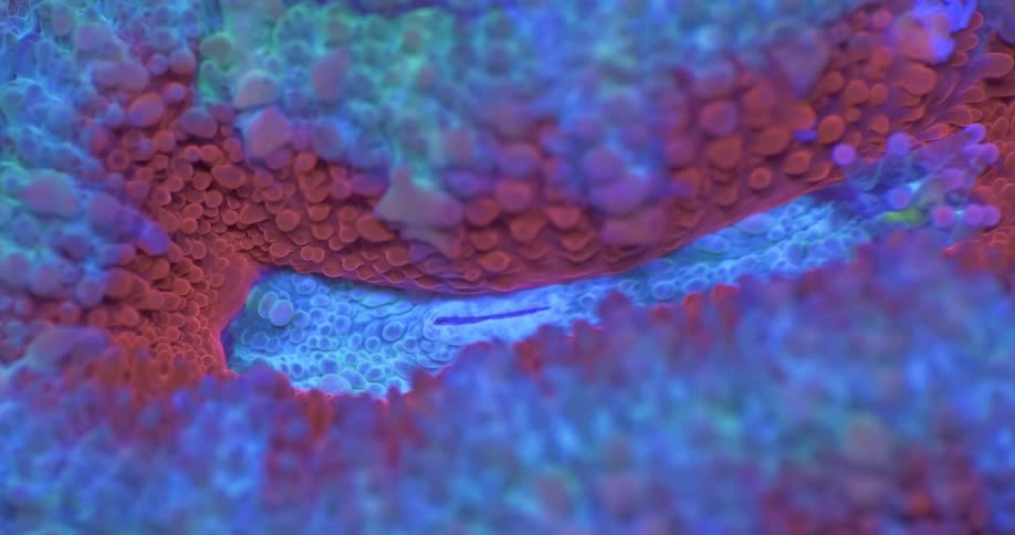 Vibrant red and blue fluorescent coral glows in an otherworldly macro close-up