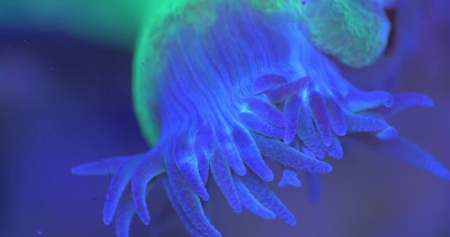 A macro view shows a vibrant blue and green fluorescent coral polyp pulsating gently underwater